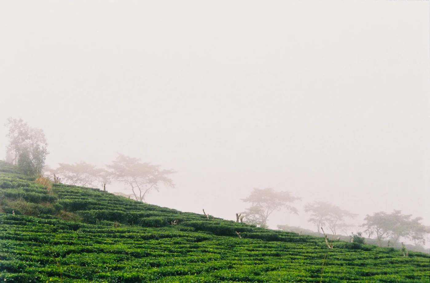 Luống chè trên đồi Cầu Đất
