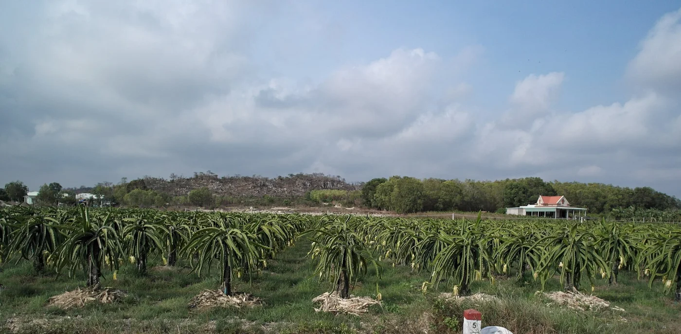 Vườn thanh long vùng La Gi, Bình Thuận