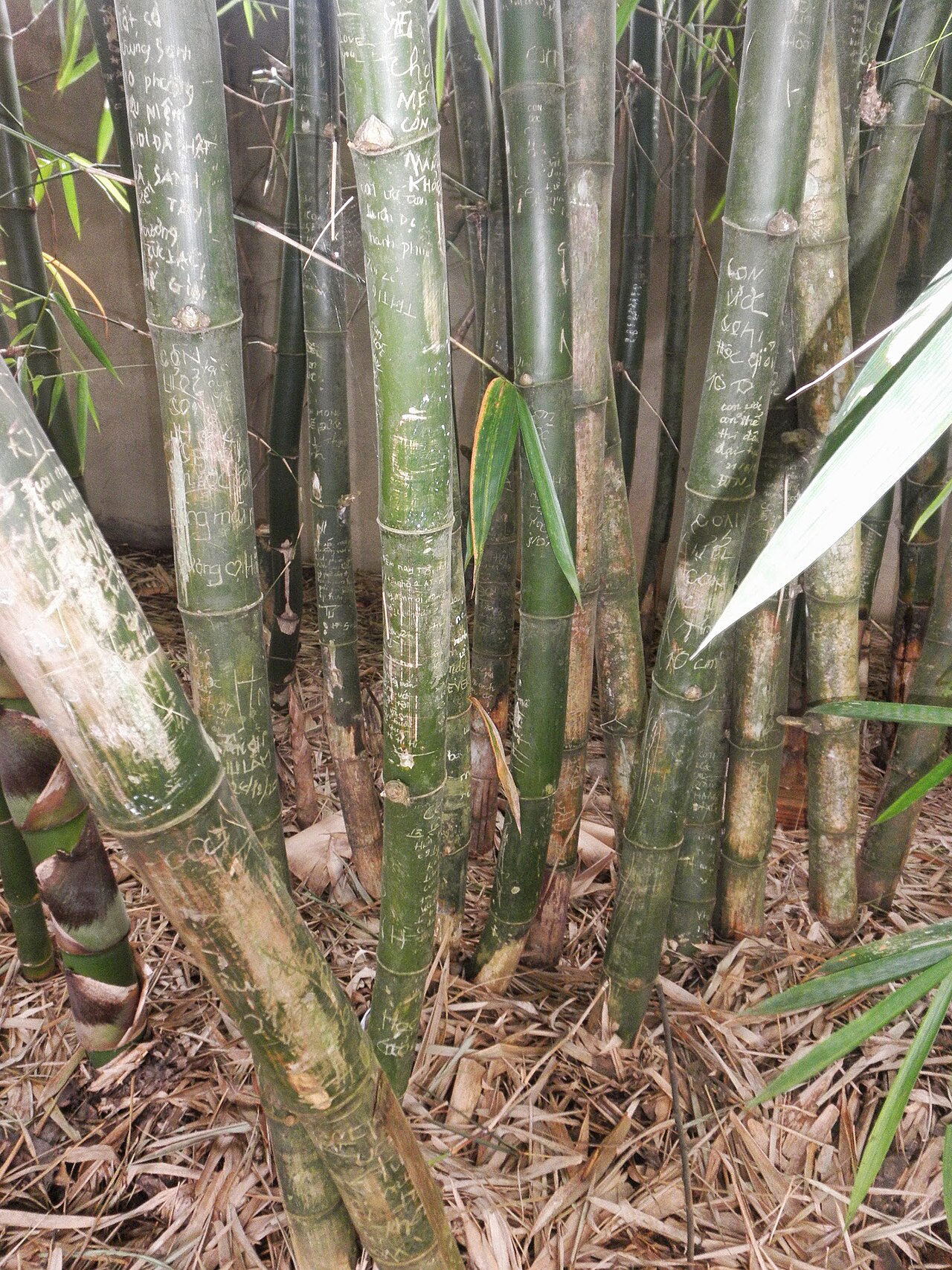 Khu vực Bảo Lộc trên cao nguyên