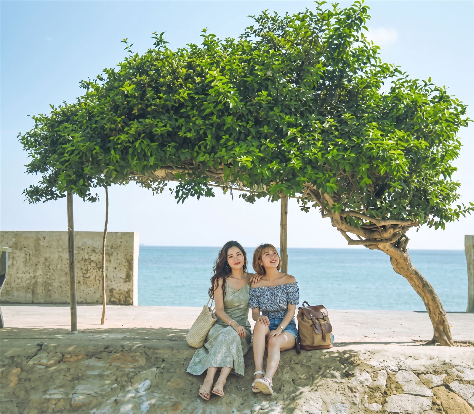 Cây đơn độc trên bờ biển Phú Quý