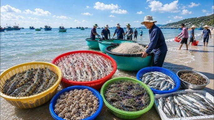 Chợ cá bãi ngang Tiến Thành rạng sáng: thuyền thúng cập bờ, rổ tôm mực cá tươi trên cát