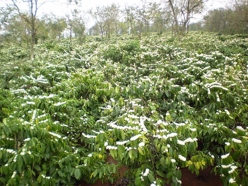 Hoa cà phê Robusta nở trắng