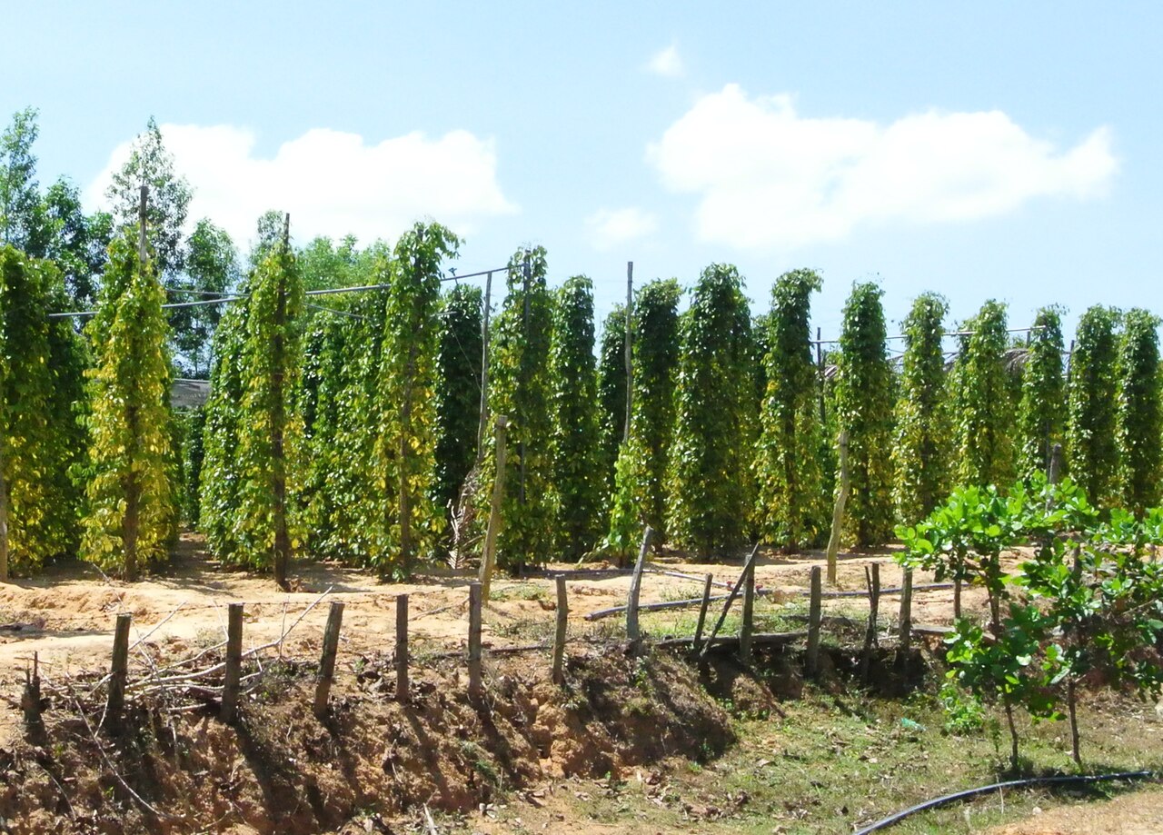 Vườn hồ tiêu ở Việt Nam