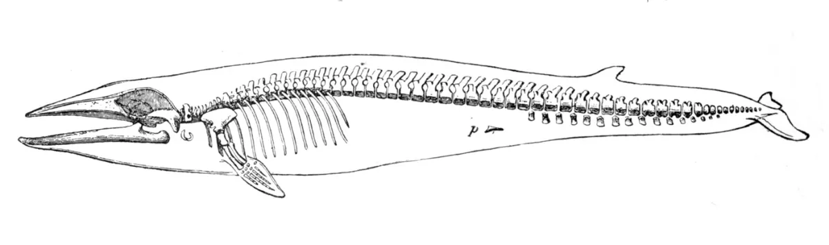 Sơ đồ bộ xương cá voi vây (Balaenoptera physalus) để tham khảo